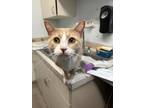 Adopt Rippler a Gray or Blue (Mostly) Domestic Shorthair / Mixed Breed (Medium)