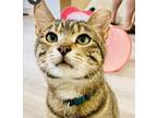 Adopt Dumplin (Pounce Cat Cafe) a Tan or Fawn Domestic Shorthair / Domestic