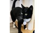 Adopt Skip-Bo (Pounce Cat Cafe) a All Black Domestic Shorthair / Mixed Breed