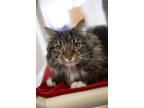 Adopt Katherine a Brown or Chocolate Domestic Longhair / Domestic Shorthair /