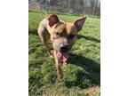 Adopt Pippy a Brown/Chocolate American Pit Bull Terrier / Mixed Breed (Medium) /