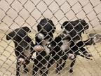 Adopt Finnegan K37 4-9-24 a Black Labrador Retriever / Mixed Breed (Medium) /