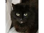 Adopt Wolverine a All Black Domestic Longhair / Mixed Breed (Medium) / Mixed