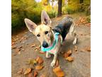 Adopt Heidi a Tan/Yellow/Fawn German Shepherd Dog / Mixed dog in Mesquite