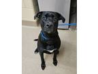 Adopt Nona a Black - with White American Pit Bull Terrier / Mixed dog in