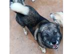 Adopt Bear a White - with Gray or Silver Norwegian Elkhound / Mixed dog in