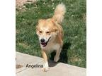 Adopt Angelina a Tan/Yellow/Fawn - with White Australian Shepherd / Mixed dog in
