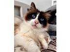 Adopt Tai a Ragdoll / Mixed cat in Atascadero, CA (41134597)