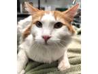 Adopt 655912 a White Domestic Longhair / Domestic Shorthair / Mixed cat in