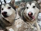 Adopt Rocky & Hunter a Black - with White Alaskan Malamute / Husky / Mixed dog
