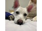 Adopt Conan a White Corgi / Jindo / Mixed dog in Bellevue, WA (40161462)
