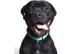 Adopt Black (prison) a Black Mixed Breed (Medium) dog in Jefferson City