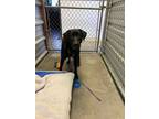 Adopt bella a Black Labrador Retriever / Mixed dog in Alvarado, TX (40920618)