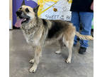 Adopt Loki a Black German Shepherd Dog / Mixed Breed (Medium) / Mixed (short