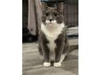 Adopt Cass a Gray or Blue Domestic Shorthair / Domestic Shorthair / Mixed cat in