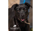 Adopt Lolli a Black Retriever (Unknown Type) / Mixed dog in Toccoa