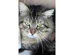 Adopt Tate a Tiger Striped Domestic Mediumhair (medium coat) cat in Okeechobee