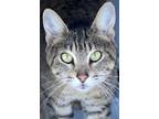 Adopt ETZA a Tiger Striped Domestic Shorthair (short coat) cat in Okeechobee