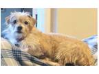 Adopt Dex AKA Henry a Tan/Yellow/Fawn Jack Russell Terrier dog in Dallas