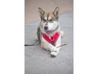 Adopt Luna @ Del Corazon a Tan/Yellow/Fawn Alaskan Klee Kai / Mixed Breed