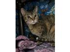 Adopt Murmur a Brown or Chocolate Domestic Shorthair / Domestic Shorthair /