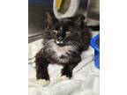 Adopt Jefferson a All Black Domestic Longhair / Mixed Breed (Medium) / Mixed