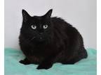 Adopt Ripley a All Black Domestic Longhair (long coat) cat in Jefferson City