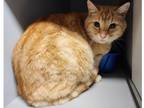 Adopt PJ a Orange or Red Tabby Domestic Shorthair / Mixed (short coat) cat in