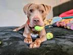 Adopt Lucky a Tan/Yellow/Fawn - with White Pit Bull Terrier dog in Carrollton