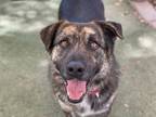 Adopt Marmaduke a Black Mountain Cur / Mixed dog in Phoenix, AZ (41092838)