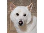 Adopt Missy a Brindle Shiba Inu / Mixed Breed (Medium) / Mixed (short coat) dog