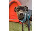 Adopt Blazer a Black Plott Hound / Boxer / Mixed dog in Carlsbad, CA (41198617)