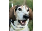 Adopt Benji a Black Treeing Walker Coonhound / Mixed dog in Lancaster