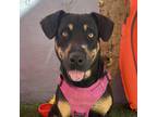 Adopt Arasha a Black - with Tan, Yellow or Fawn Rottweiler / Labrador Retriever