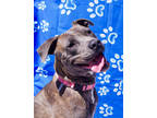 Adopt Kimber a Brindle Terrier (Unknown Type, Small) / Mixed dog in Moncks