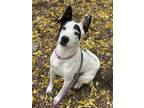 Adopt Shiner a White Shepherd (Unknown Type) / Pointer / Mixed dog in San