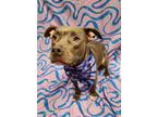 Adopt Indy a Gray/Blue/Silver/Salt & Pepper American Pit Bull Terrier / Mixed