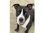 Adopt Zoey a Black American Pit Bull Terrier / Mixed Breed (Medium) / Mixed