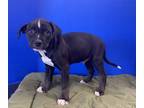 Adopt Kyle a Black American Pit Bull Terrier / Mixed Breed (Medium) / Mixed