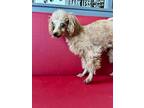 Adopt Gigi a Red/Golden/Orange/Chestnut Poodle (Miniature) / Mixed dog in Broken