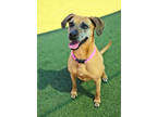 Adopt Roxy a Brown/Chocolate Boxer / Rhodesian Ridgeback / Mixed dog in