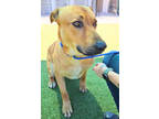 Adopt Flynn a Brown/Chocolate Labrador Retriever / Mixed dog in Burleson