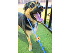Adopt Buddy a Black German Shepherd Dog / Mixed Breed (Medium) / Mixed (short