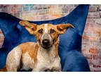 Adopt June a White German Shepherd Dog / Mixed dog in Houston, TX (41198287)