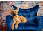 Adopt Johnny a Brown/Chocolate German Shepherd Dog / Mixed dog in Houston