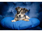 Adopt Pinto a Black Hound (Unknown Type) / Mixed dog in Houston, TX (41198283)