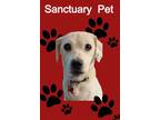 Adopt Ivy Grandma Great a White - with Black Jack Russell Terrier / Mixed dog in