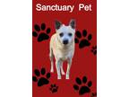 Adopt Jack Jolly a Tan/Yellow/Fawn - with White Jack Russell Terrier / Mixed dog