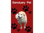 Adopt Chloe Lily a Tan/Yellow/Fawn - with White Great Pyrenees / Mixed dog in
