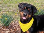Adopt Gretel a Black - with Tan, Yellow or Fawn Rottweiler / Mixed dog in